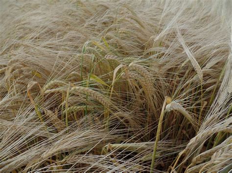 moravian barley for sale.